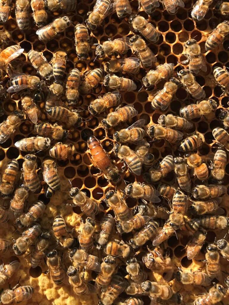 Sa democratzia de is abis melàrgias