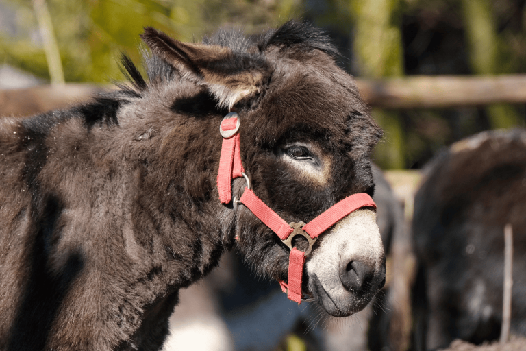 Sciampànnia! Autobiografia de burricu – Segundu