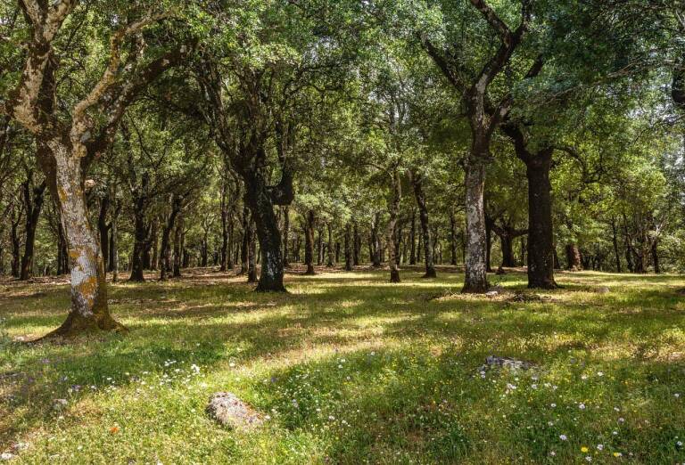 Padentis de Sardìnnia – S’economia de sa linna.