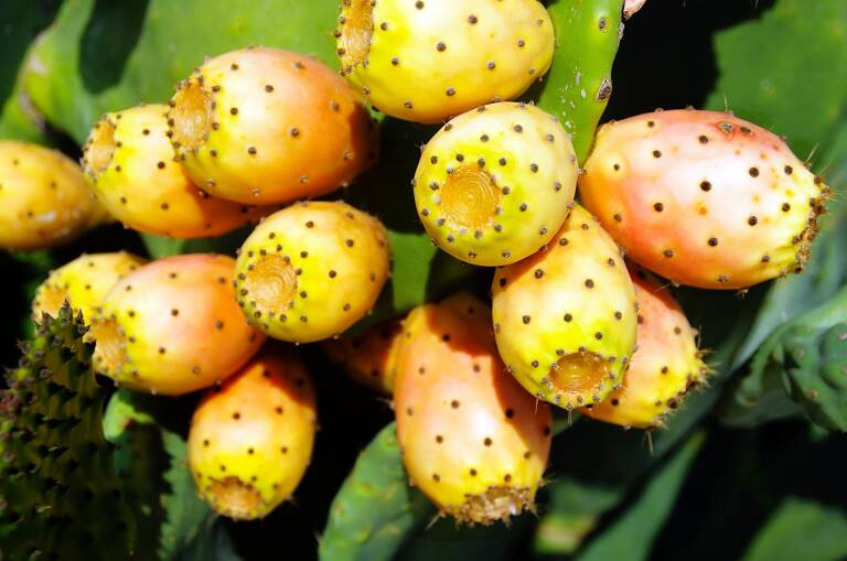 Mai dannu tengat sa figumorisca.